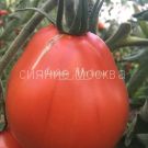 ​Tomat Serdce Al'bengi Cuore de Albenga kollekcionnyj Myazinoj