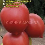 Tomat Syzranskaya pimpochka, kollekcionnyj Myazinoj