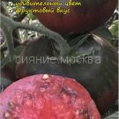 Tomat CHernyj gigant Black Giant, kollekcionnyj Myazinoj