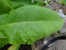 Семена табака сорт Virginia 326