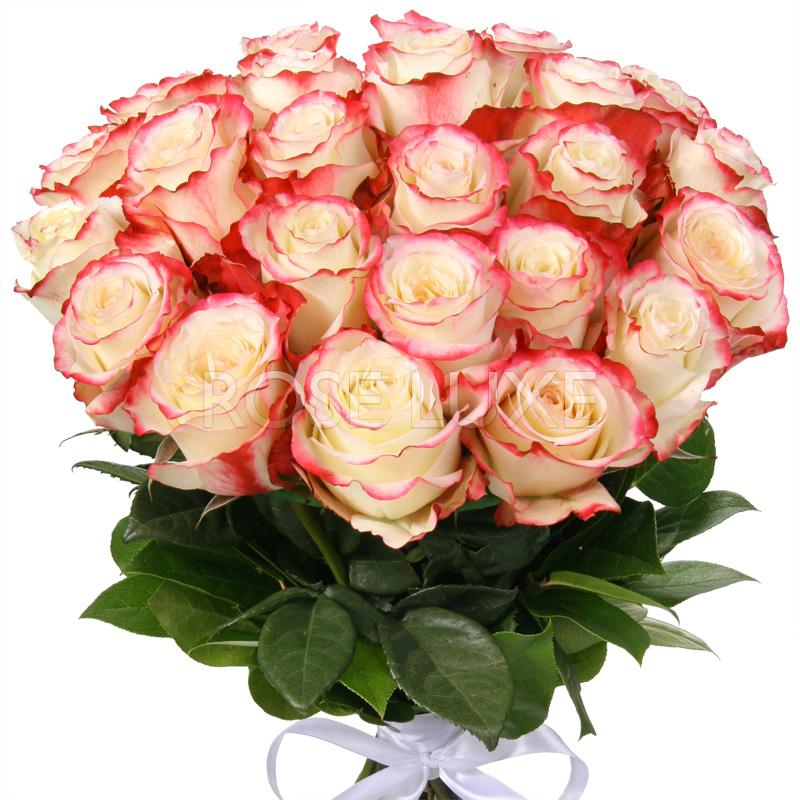 25 бело-розовых роз 60 см, перевязанных атласной лентой