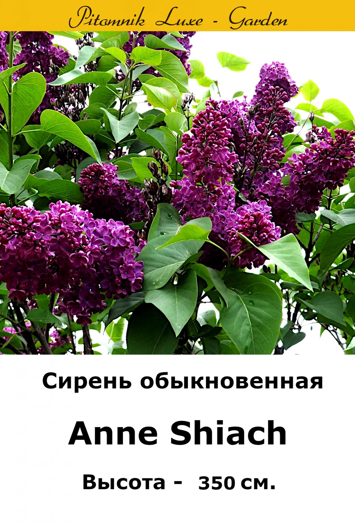 Сирень Anne Shiach