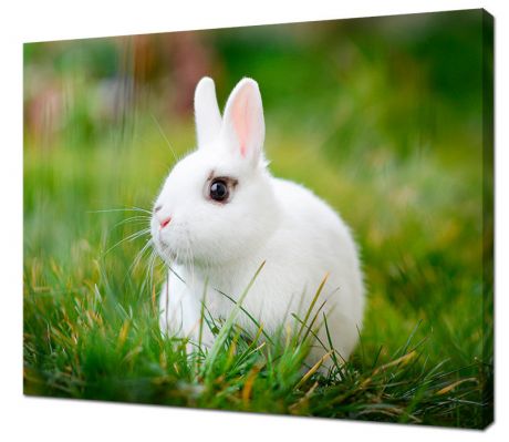 Картина на холсте Белый кролик