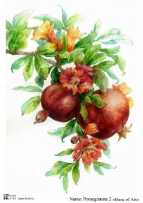 Pomegranate 2