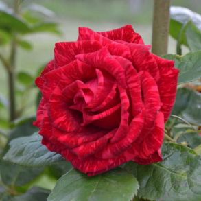 Роза Ред Интуишн (чайно-гибридная)
