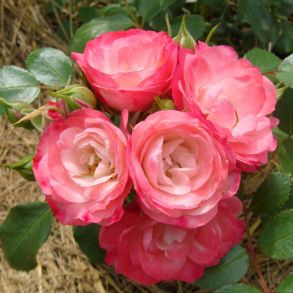 Роза Пад де Велюр (почвопкровная)