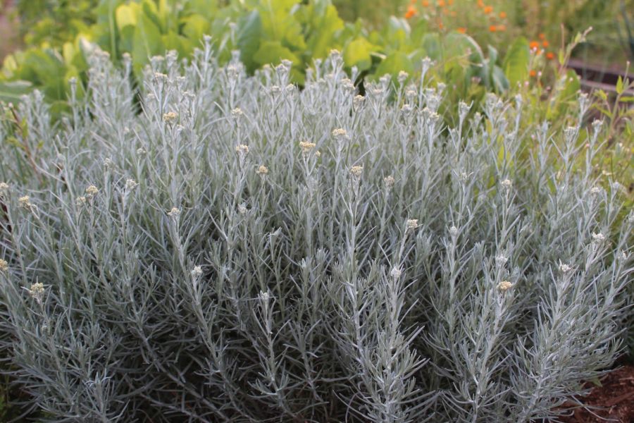 Гелихризум итальянский (Helichrysum italicum, иммортель) - саженец с ОКС