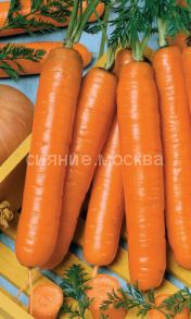 Морковь Витаминная-6 (Уральский Дачник)