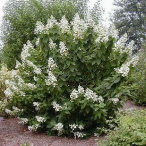 Гортензия метельчатая (Hydrangea paniculata `Tardiva`) С3