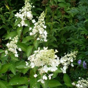 Гортензия метельчатая (Hydrangea paniculata `White Goliath`) С3