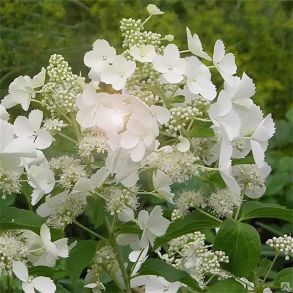 Гортензия метельчатая (Hydrangea paniculata `White Lady`) С3