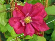Клематис Ред Стар (Clematis Red star)