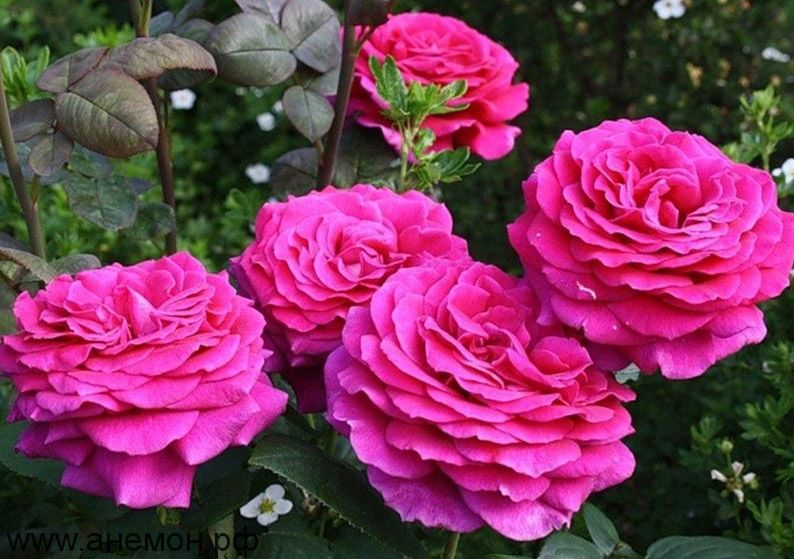 Роза чайно-гибридная "Биг Парпл"