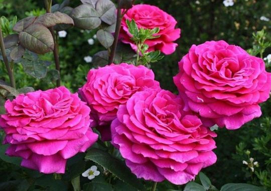 Роза чайно-гибридная "Биг Перпл"