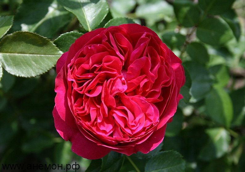 Роза чайно-гибридная "Алан Сушон"