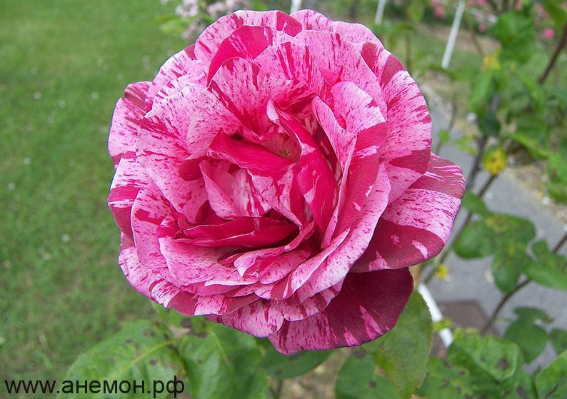 Роза чайно-гибридная "Пинк Интуишн"