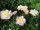 Пион Гарден Лейс (Paeonia Garden Lace)