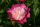 Пион молочноцветковый Гей Пари (Paeonia lactiflora Gay Paree)
