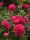 Пион молочноцветковый Карл Розенфилд (Paeonia lactiflora Karl Rosenfield)