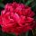 Пион молочноцветковый Карл Розенфилд (Paeonia lactiflora Karl Rosenfield)