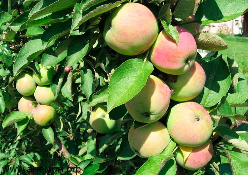 Колонновидная яблоня Триумф: описание, характеристики и выращивание