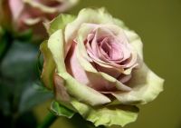 Роза чайно-гибридная "Амнезия"