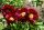Пион Рэд Глори (Paeonia hybrida Red Glory)