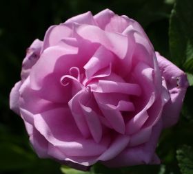 Роза канадская Васагейминг (Rose Canadian Wasagaming)