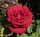 Роза чайно-гибридная Ботеро (Rose hybrid tea Botero)