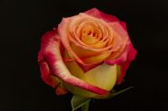 Роза чайно-гибридная Френдли (Rose hybrid tea Friendly)