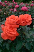 Роза чайно-гибридная Лаура (Rose hybrid tea Laura)