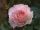 Роза флорибунда Шарль Азнавур (Rose floribunda Charles Aznavour)