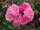 Роза флорибунда Пепита (Rose floribunda Pepitа)