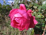 Роза плетистая Декор (Rose climbing Decor)