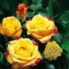 Роза грандифлорa Генриетта (Rose grandiflora Henrietta)