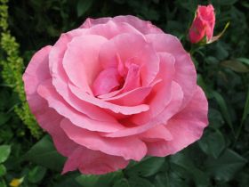 Роза грандифлорa Куин Элизабет (Rose grandiflora The Queen Elizabeth)