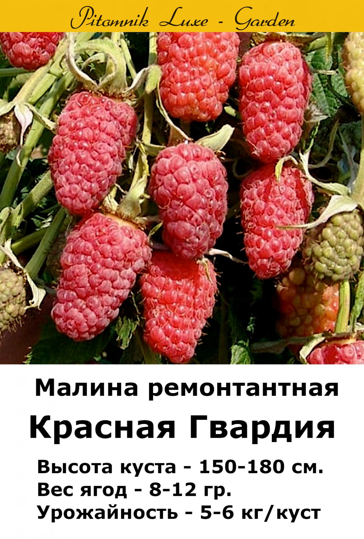 Малина Красная Гвардия Фото