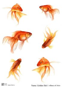 Golden fish 1