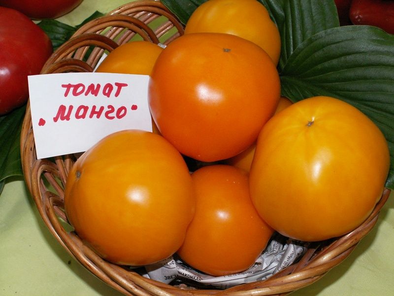 Томат манго джанго описание сорта фото