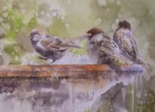 Postcard Sparrows