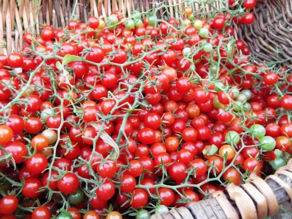 Дикие помидоры Lycopersicon