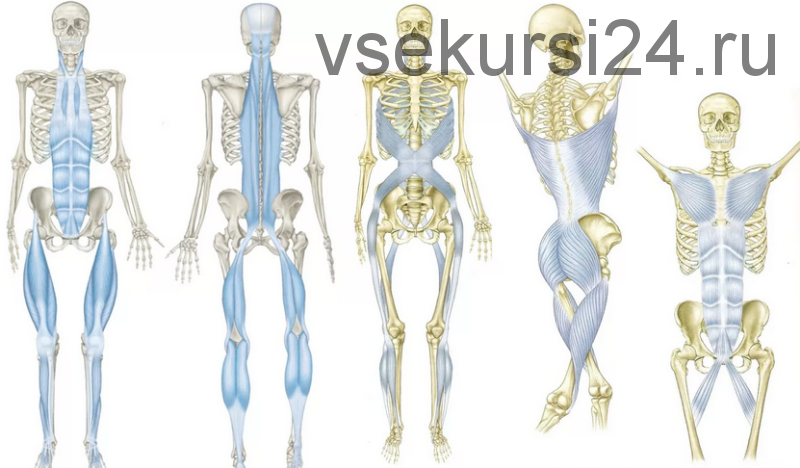 Цикл лекций по кинезиологии. Мышечно-фасциальные цепи, часть 2, лекция 9 (Григорий Крутов)