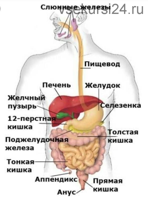 Оздоровление пищеварительной системы (Кристина Астахова)