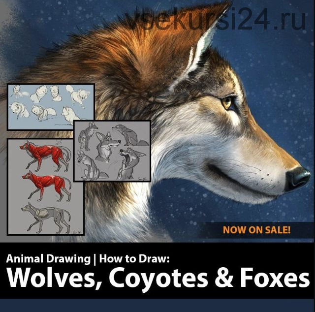 Как рисовать волков, койотов и лисиц. How to Draw Wolves, Coyotes and Foxes (Аарон Блейз)
