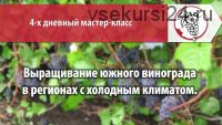 Выращивание южного винограда в регионах с холодным климатом (Александр Рыкалин)