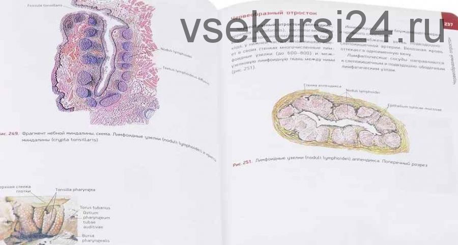 Анатомия человека. Атлас. Том 2. Учение о внутренностях, органах иммунной системы, лимфатической системе, эндокринных железах и сосудах (Михаил Сапин)