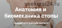 Анатомия и биомеханика стопы (Кирилл Шлыков, Михаил Касаткин)