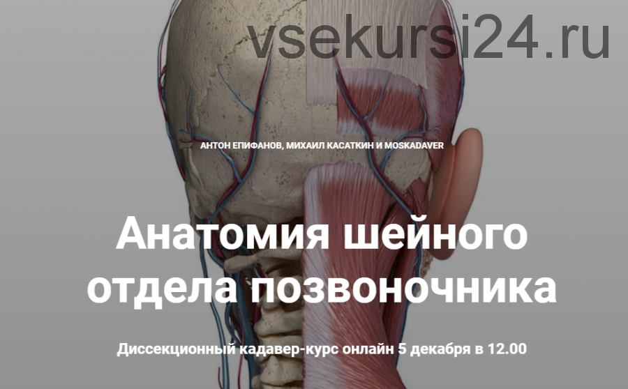 Анатомия шейного отдела позвоночника (Антон Епифанов,Михаил Касаткин)