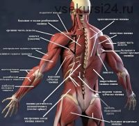 Функциональная анатомия мышц (Андрей Мочало)
