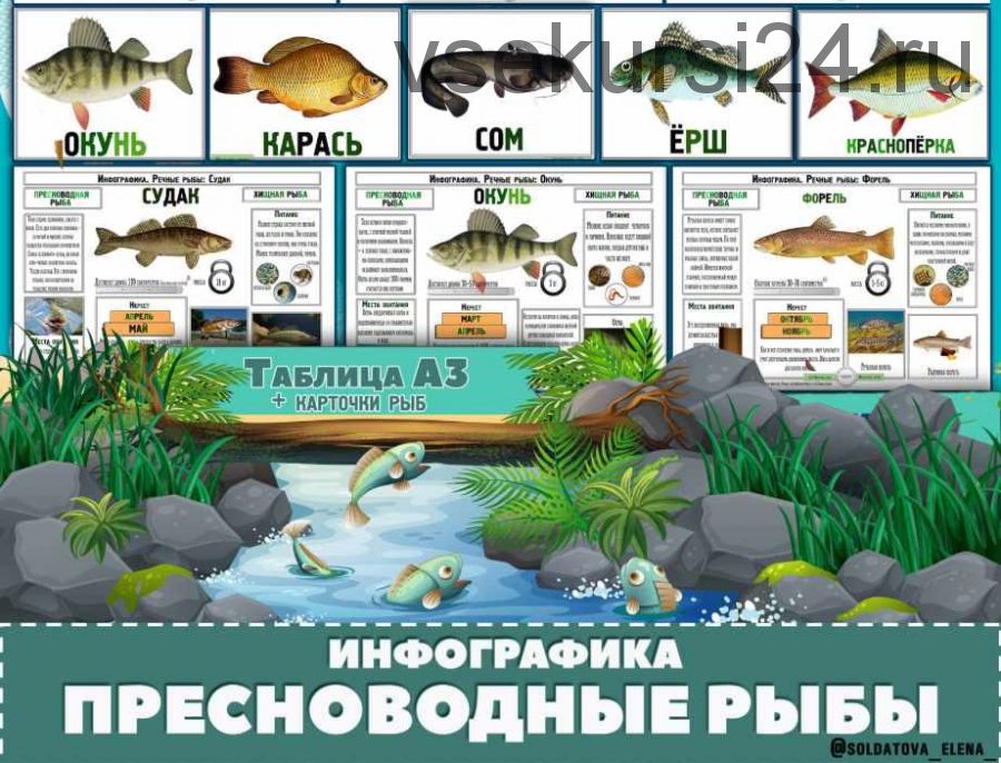 Пресноводные рыбы. Инфографика (Елена Солдатова)